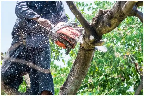 tree services Lakesite